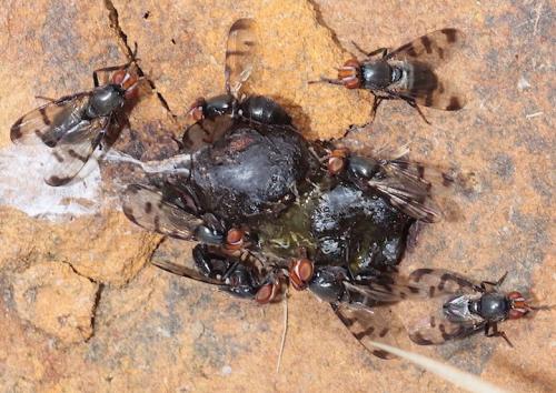 Herina sp.